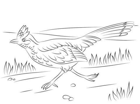 Greater Roadrunner On The Run Coloring Page